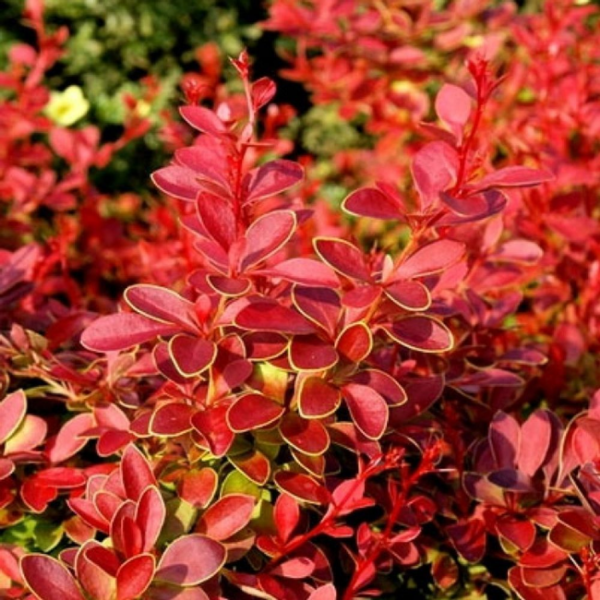 Основное изображение товара