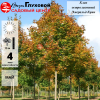 Клен остролистный (Acer platanoides) Эмеральд Куин 8/10 400-450 ТС40 ГВр/26