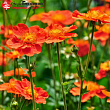 Гравилат ярко-красный 