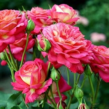 Основное изображение товара