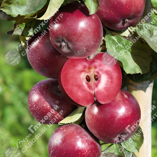 Яблоня "Байя Мариса" на фото