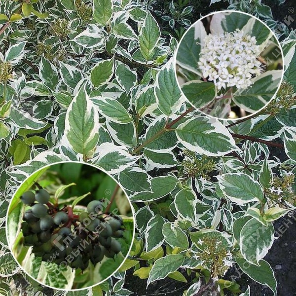 Дерен белый "Сибирика Вариегата" на фото