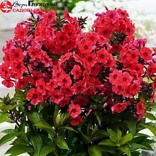 Основное изображение товара