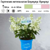 Гортензия метельчатая (Hydrangea paniculata) Блумулус Кумулус Р10 НСх/26