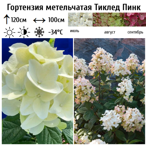 Основное изображение товара