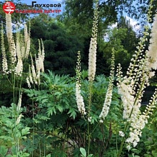 Основное изображение товара