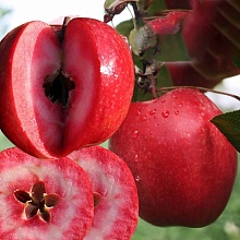 Основное изображение товара