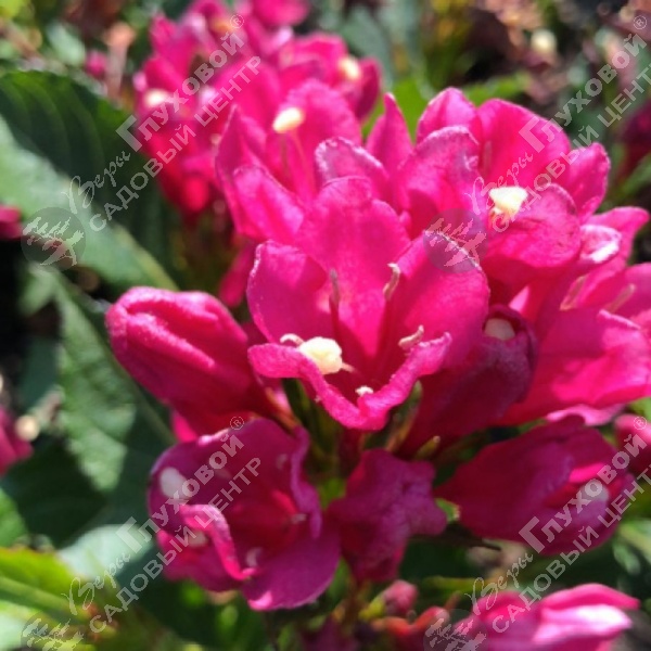 Вейгела цветущая  "Биг Лав" на фото