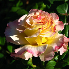 Основное изображение товара