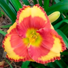 Лилейник (Hemerocallis) Энди Денди С3 ГлХ/26