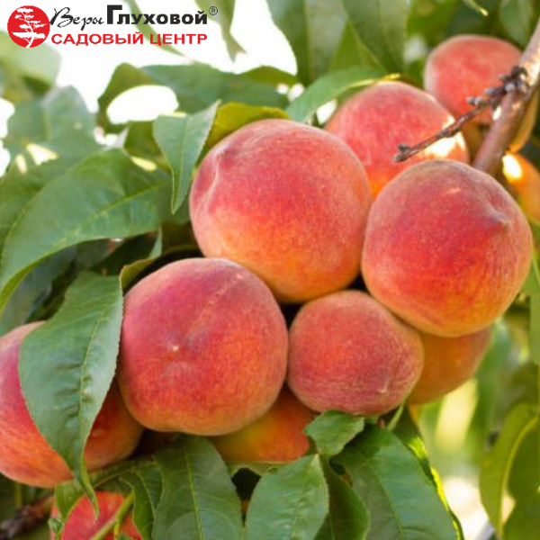 Основное изображение товара