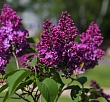Сирень обыкновенная 