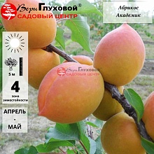 Абрикос Академик (средний сорт)