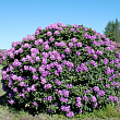Рододендрон крупноцветковый 