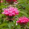 Монарда гибридная (Monarda) Маршаллз Делайт С2 НСп/26