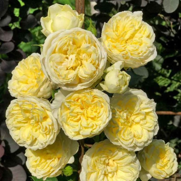 Основное изображение товара