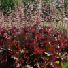 Гейхера гибридная (Heuchera x hybrida) Рекс Ред С2 СП/25