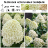 Гортензия метельчатая (Hydrangea paniculata) Скайфолл  С3 СП/25