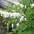 Дицентра  великолепная 