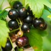 Смородина черная Нюрсинка (средний сорт)
