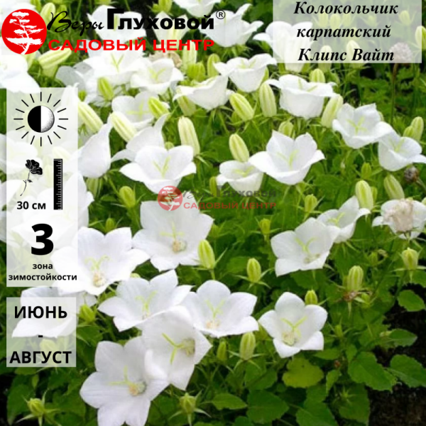 Основное изображение товара