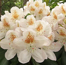 Основное изображение товара