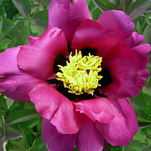 Основное изображение товара