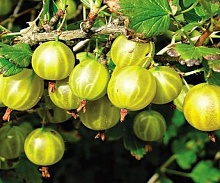 Крыжовник Юбилейный (средний сорт)