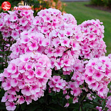 Основное изображение товара