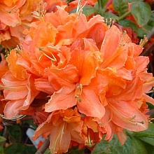 Основное изображение товара