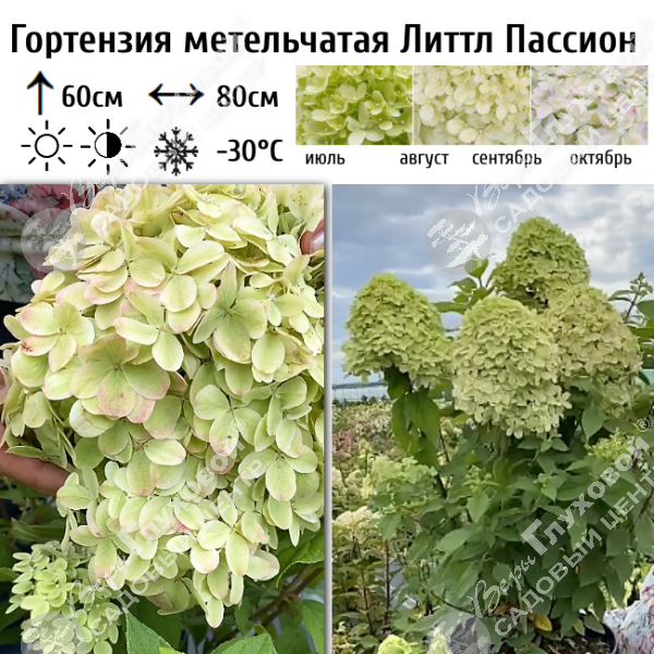 Гортензия метельчатая "Литтл Пассион" на фото