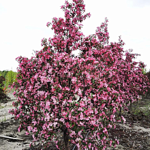 Основное изображение товара