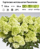 Гортензия метельчатая (Hydrangea paniculata) Панателла С3 РАст/24