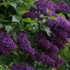 Сирень обыкновенная (Syringa vulgaris) Сумерки С3 СП/25