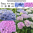 Гортензия крупнолистная 