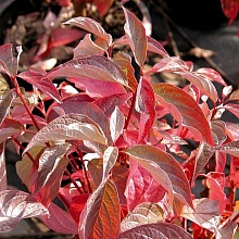 Основное изображение товара