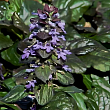 Живучка ползучая 