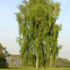 Береза повислая (Betula pendula) 175-200 С10 БАл/24
