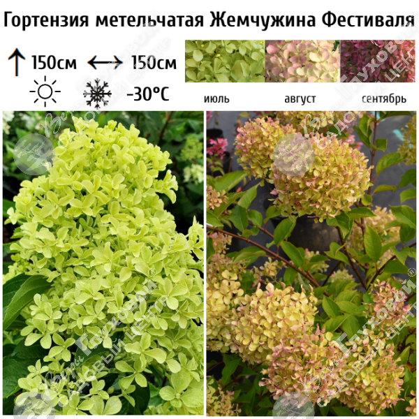 Гортензия метельчатая "Жемчужина Фестиваля" на фото