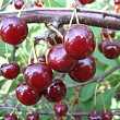 Вишня Десертная Морозовой
