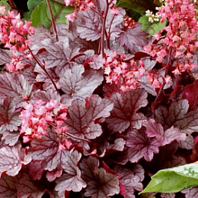 Основное изображение товара