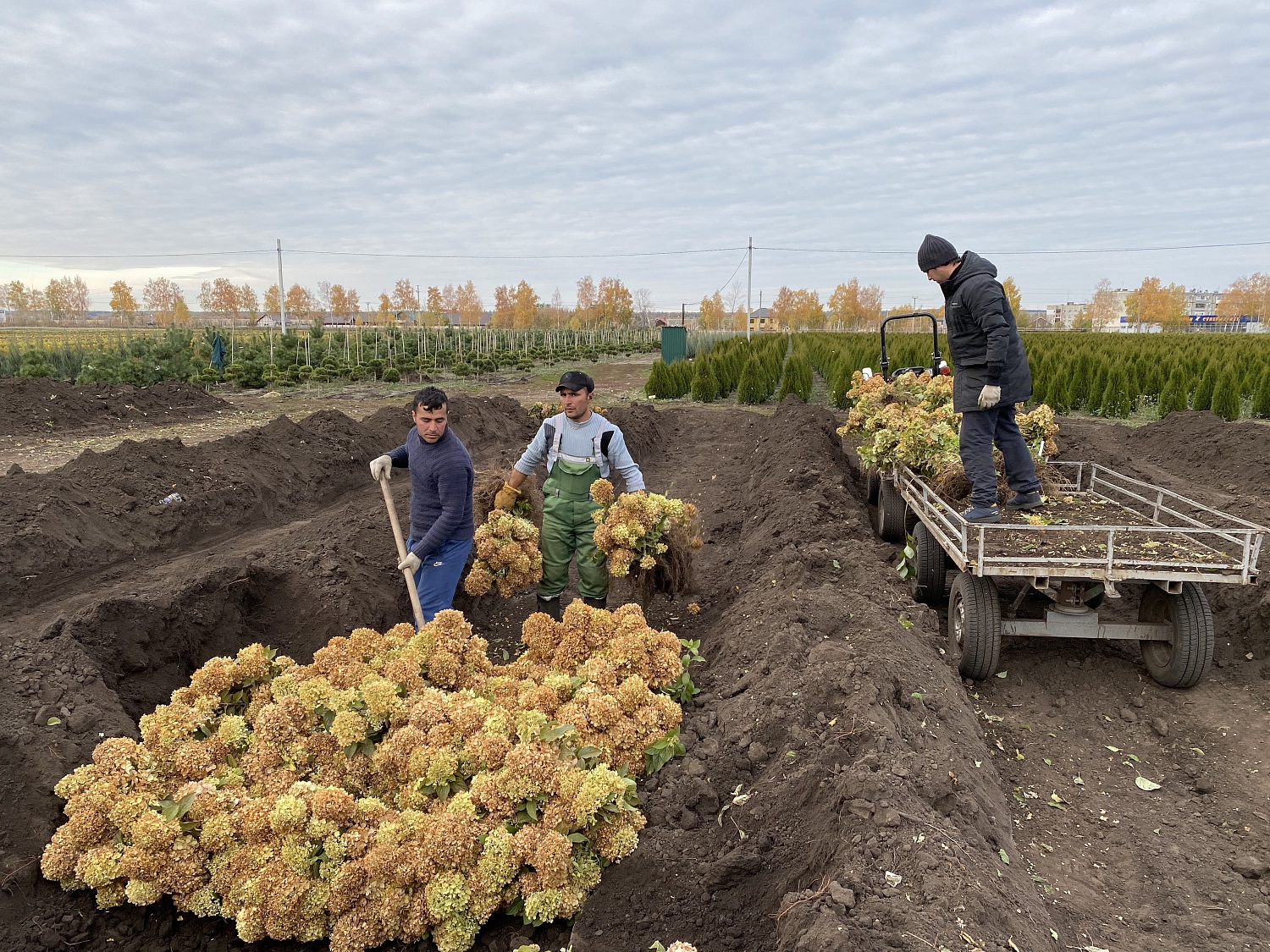 Открыта продажа гортензий ОКС (голый корень)