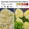 Гортензия метельчатая (Hydrangea paniculata) Литтл Фреско  С3 СП/24