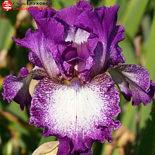 Основное изображение товара