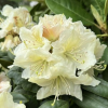 Рододендрон гибридный (Rhododendron hybriden) 'Praded' 40-50 С15 ПЧ/26