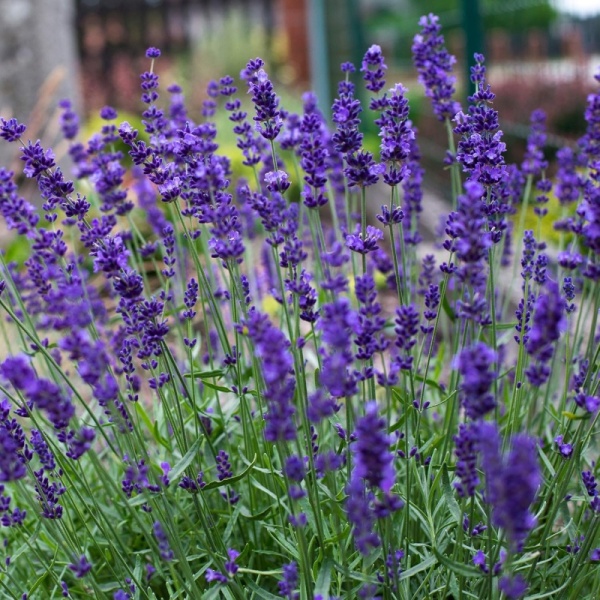 Основное изображение товара