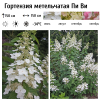 Гортензия метельчатая (Hydrangea paniculata) Пи Ви Р9 НАп/26