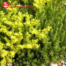 Основное изображение товара