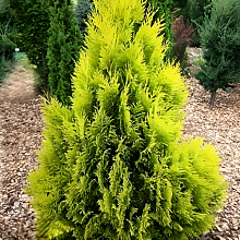 Основное изображение товара