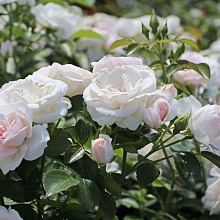 Основное изображение товара